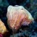 cuttlefish_reef_is_v_0705_png0949.jpg